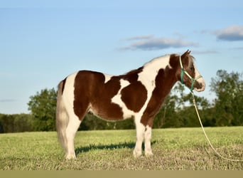 Weitere Ponys/Kleinpferde, Wallach, 7 Jahre, 102 cm