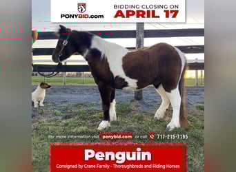 Weitere Ponys/Kleinpferde, Wallach, 7 Jahre, 102 cm