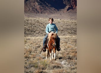 Weitere Ponys/Kleinpferde, Wallach, 7 Jahre, 102 cm, Rotfuchs