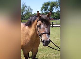 Weitere Ponys/Kleinpferde, Wallach, 7 Jahre, 135 cm, Buckskin