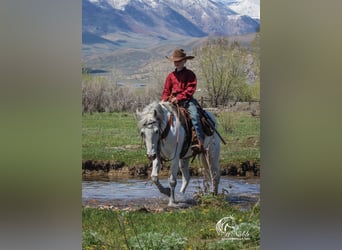 Weitere Ponys/Kleinpferde, Wallach, 7 Jahre, 135 cm, Schimmel