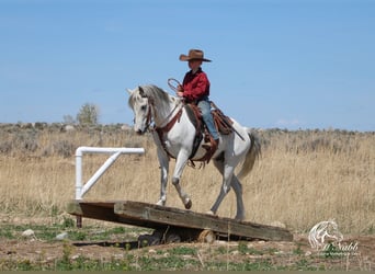 Weitere Ponys/Kleinpferde, Wallach, 7 Jahre, 135 cm, Schimmel