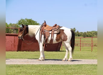 Weitere Ponys/Kleinpferde, Wallach, 7 Jahre, 135 cm