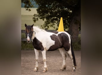 Weitere Ponys/Kleinpferde Mix, Wallach, 7 Jahre, 138 cm, Schecke