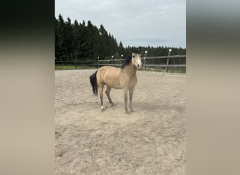 Weitere Ponys/Kleinpferde Mix, Wallach, 7 Jahre, 140 cm, Buckskin