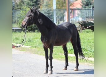 Weitere Ponys/Kleinpferde, Wallach, 7 Jahre, 145 cm, Dunkelbrauner