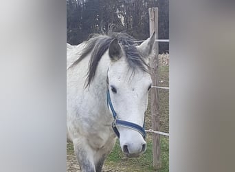 Weitere Ponys/Kleinpferde Mix, Wallach, 7 Jahre, 145 cm, Schimmel