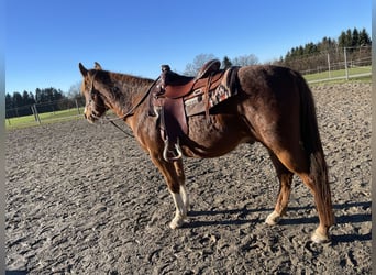 Weitere Ponys/Kleinpferde Mix, Wallach, 7 Jahre, 147 cm, Fuchs