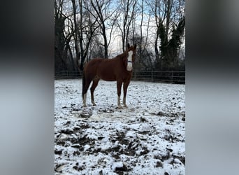 Weitere Ponys/Kleinpferde, Wallach, 7 Jahre, 149 cm, Fuchs