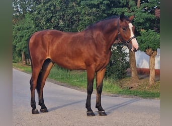 Weitere Ponys/Kleinpferde, Wallach, 7 Jahre, 150 cm, Brauner