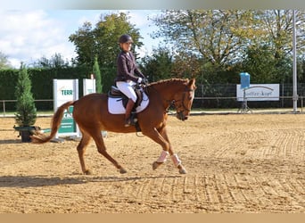 Weitere Ponys/Kleinpferde, Wallach, 7 Jahre, 152 cm, Fuchs