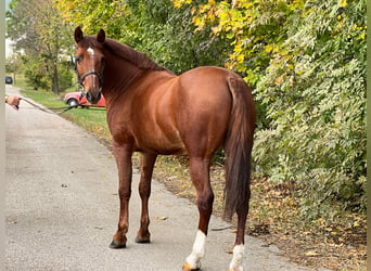 Weitere Ponys/Kleinpferde, Wallach, 7 Jahre, 153 cm, Fuchs