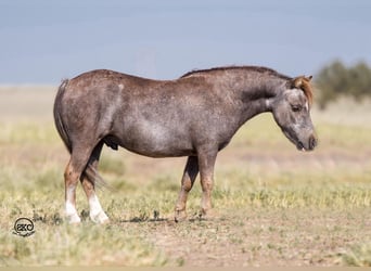 Weitere Ponys/Kleinpferde, Wallach, 7 Jahre, 91 cm, Schimmel