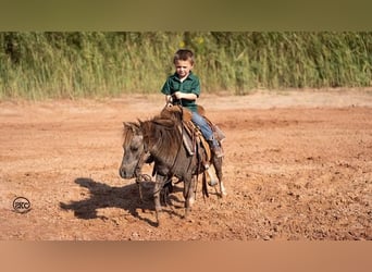 Weitere Ponys/Kleinpferde, Wallach, 7 Jahre, 91 cm, Schimmel