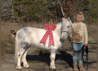 Weitere Ponys/Kleinpferde, Wallach, 7 Jahre, 91 cm, Schimmel