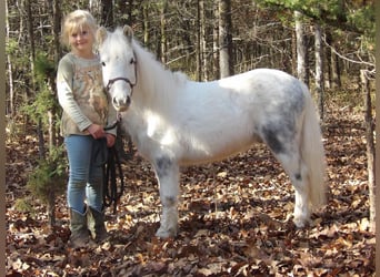 Weitere Ponys/Kleinpferde, Wallach, 7 Jahre, 91 cm, Schimmel