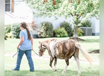Weitere Ponys/Kleinpferde, Wallach, 7 Jahre, 97 cm