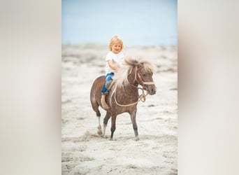 Weitere Ponys/Kleinpferde, Wallach, 7 Jahre