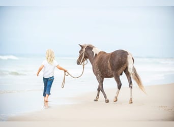 Weitere Ponys/Kleinpferde, Wallach, 7 Jahre