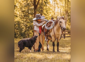 Weitere Ponys/Kleinpferde, Wallach, 8 Jahre, 102 cm, Buckskin