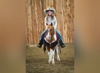 Weitere Ponys/Kleinpferde, Wallach, 8 Jahre, 102 cm