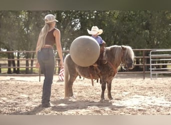 Weitere Ponys/Kleinpferde, Wallach, 8 Jahre, 112 cm