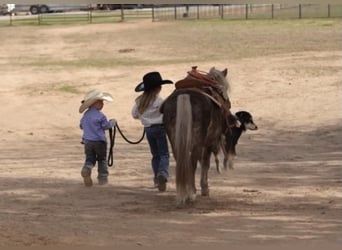 Weitere Ponys/Kleinpferde, Wallach, 8 Jahre, 112 cm
