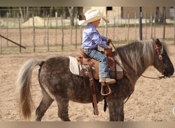 Weitere Ponys/Kleinpferde, Wallach, 8 Jahre, 112 cm