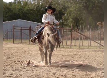 Weitere Ponys/Kleinpferde, Wallach, 8 Jahre, 112 cm