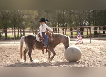 Weitere Ponys/Kleinpferde, Wallach, 8 Jahre, 112 cm