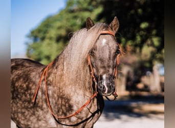 Weitere Ponys/Kleinpferde, Wallach, 8 Jahre, 112 cm