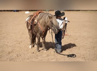 Weitere Ponys/Kleinpferde, Wallach, 8 Jahre, 112 cm