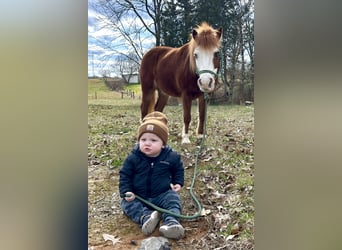 Weitere Ponys/Kleinpferde, Wallach, 8 Jahre, 114 cm, Rotfuchs