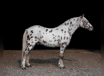 Weitere Ponys/Kleinpferde, Wallach, 8 Jahre, 127 cm, White