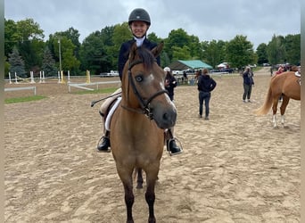 Weitere Ponys/Kleinpferde, Wallach, 8 Jahre, 135 cm, Buckskin