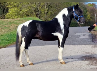 Weitere Ponys/Kleinpferde, Wallach, 8 Jahre, 137 cm, Schecke