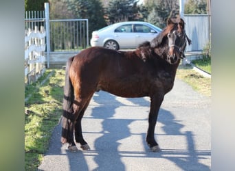 Weitere Ponys/Kleinpferde Mix, Wallach, 8 Jahre, 140 cm, Brauner