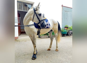 Weitere Ponys/Kleinpferde, Wallach, 8 Jahre, 140 cm, Schimmel