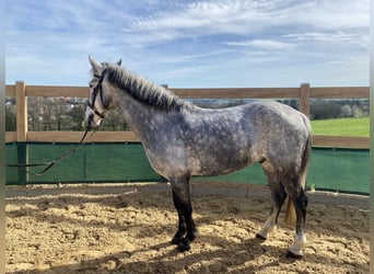 Weitere Ponys/Kleinpferde, Wallach, 8 Jahre, 148 cm, Rappschimmel