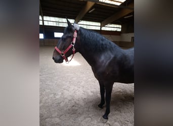 Weitere Ponys/Kleinpferde, Wallach, 8 Jahre, 150 cm, Dunkelbrauner