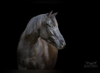 Weitere Ponys/Kleinpferde Mix, Wallach, 8 Jahre, 150 cm, Rappe
