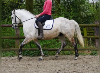 Weitere Ponys/Kleinpferde, Wallach, 8 Jahre, 154 cm