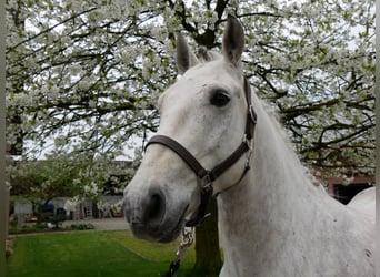 Weitere Ponys/Kleinpferde, Wallach, 8 Jahre, 154 cm