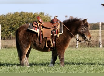 Weitere Ponys/Kleinpferde, Wallach, 8 Jahre, 86 cm, Rotbrauner