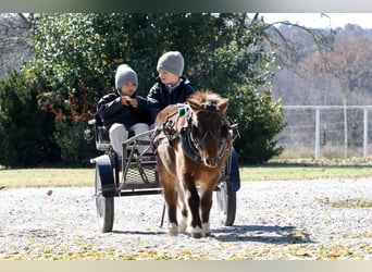 Weitere Ponys/Kleinpferde, Wallach, 8 Jahre, 86 cm, Rotbrauner