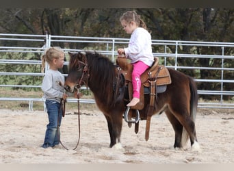 Weitere Ponys/Kleinpferde, Wallach, 8 Jahre, 86 cm, Rotbrauner
