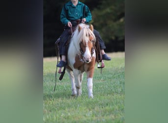 Weitere Ponys/Kleinpferde, Wallach, 8 Jahre, 97 cm, Rotfuchs