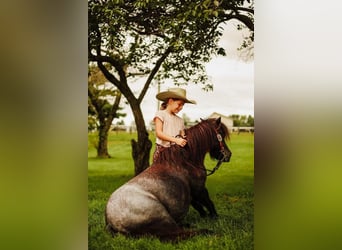 Weitere Ponys/Kleinpferde, Wallach, 9 Jahre, 102 cm, Roan-Blue