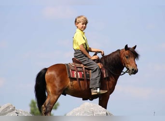 Weitere Ponys/Kleinpferde, Wallach, 9 Jahre, 109 cm, Rotbrauner