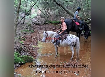 Weitere Ponys/Kleinpferde, Wallach, 9 Jahre, 112 cm, White
